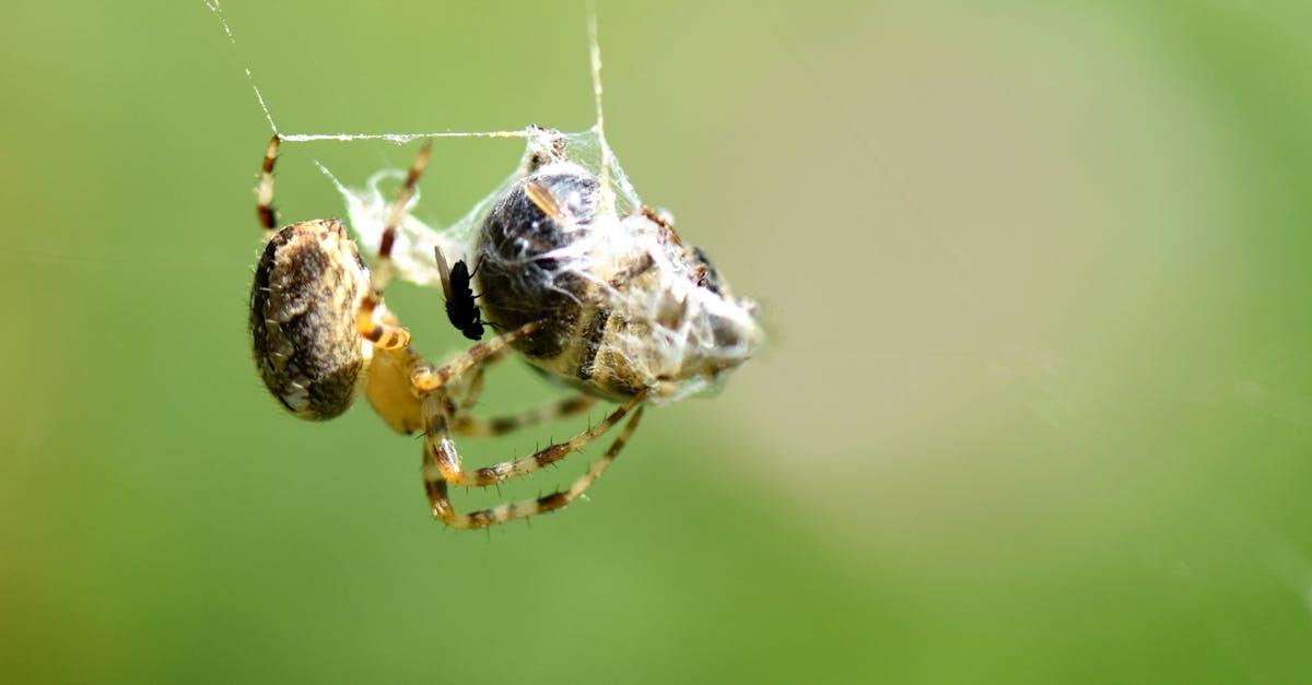 Ukąszenie pajęczaka bez paniki: szybka pierwsza pomoc krok po kroku