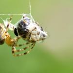 Ukąszenie pajęczaka bez paniki: szybka pierwsza pomoc krok po kroku