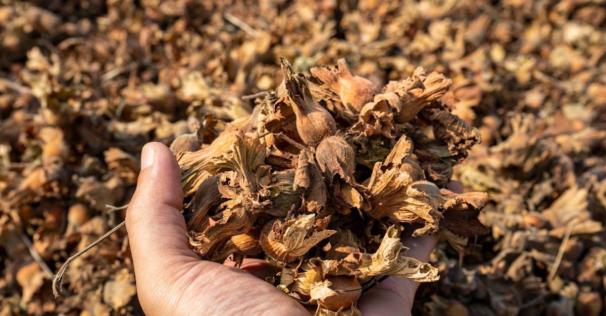 Czarna tarcza natury: benzochinony z orzecha czarnego w naturalnej walce z pasożytami