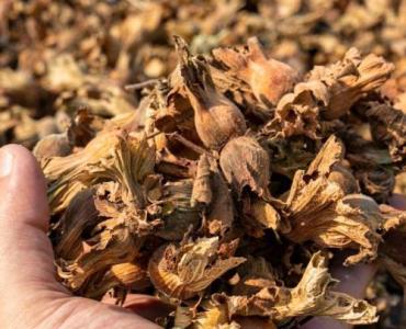 Czarna tarcza natury: benzochinony z orzecha czarnego w naturalnej walce z pasożytami